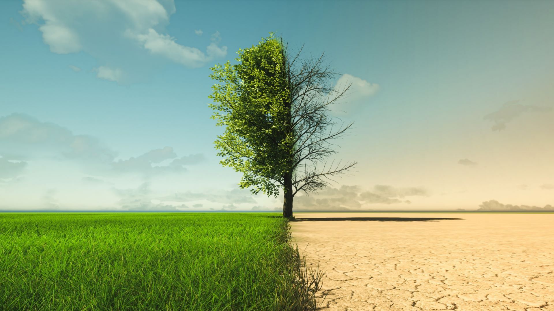 Image of the division between lush grass and dry land