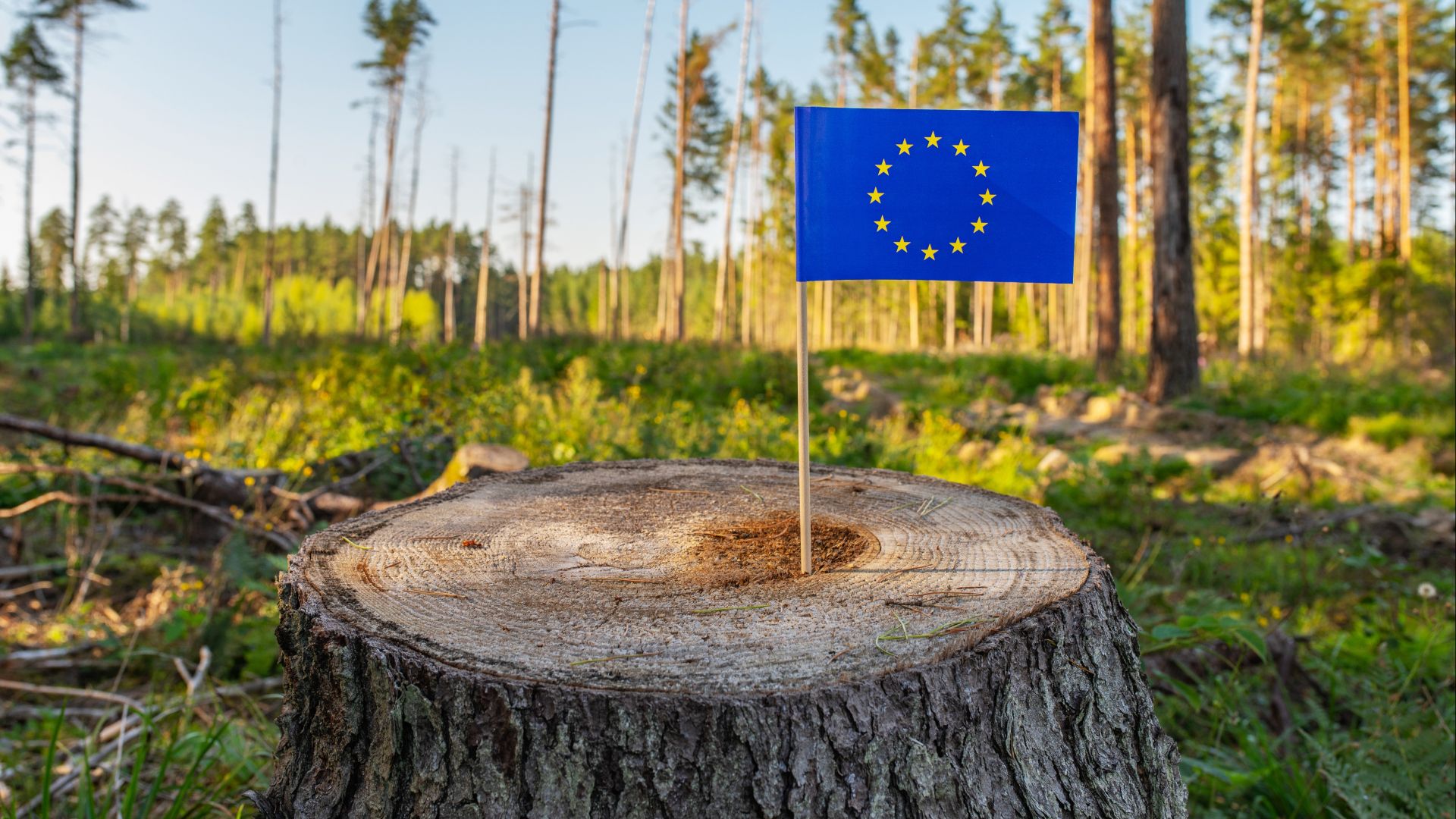 EU deforestation law