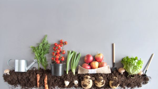 Fruit and vegetables growing in pots of compost